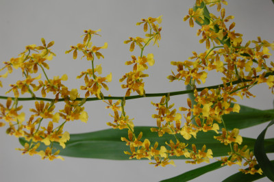 Oncidium Fragrancia