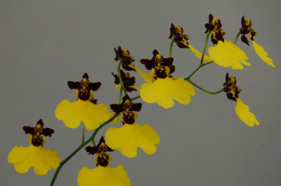 Oncidium Joakim