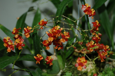 Oncidium Tiny Twinkle 'Orange Pride' (2-3 Rispen)