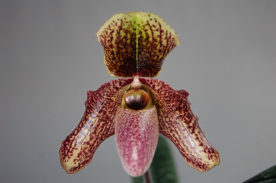 Paphiopedilum bellatulum x chamberlainianum