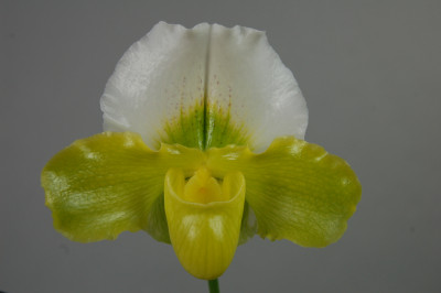 Paphiopedilum Betty Bracy Springtime