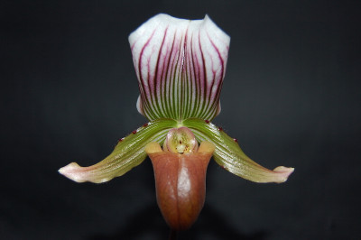 Paphiopedilum callosum