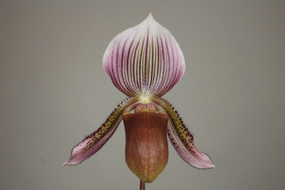 Paphiopedilum curtisii x Gowerianum