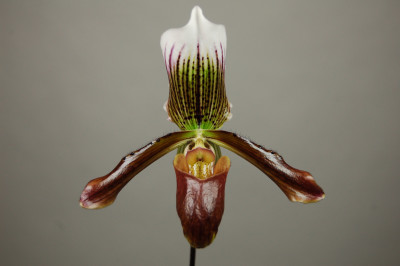 Paphiopedilum Gigas 'Cordean Hall'