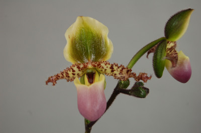 Paphiopedilum glaucophyllum