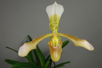 Paphiopedilum Goliath x haynaldianum