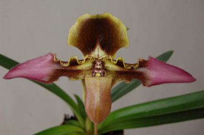 Paphiopedilum esquirolei (Selektion)