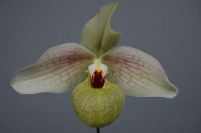 Paphiopedilum malipoense x emersonii