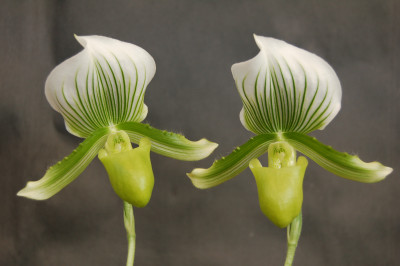 Paphiopedilum Maudiae 'Charlotte'