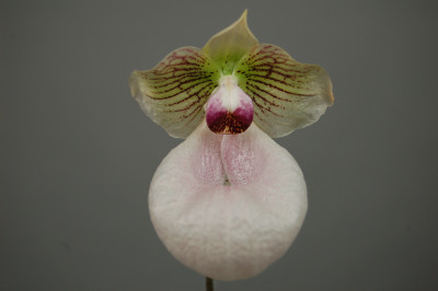 Paphiopedilum Fanaticum