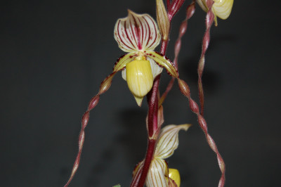 Paphiopedilum philippinense 'roebbelinii' (Jgpfl.)