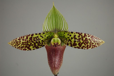 Paphiopedilum sukhakulii (Jgpfl.)