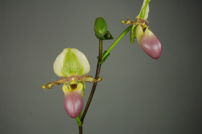 Paphiopedilum victoria-mariae (in Knospe/Blüte)