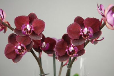 Phalaenopsis Happy Angel (2 Rispen)