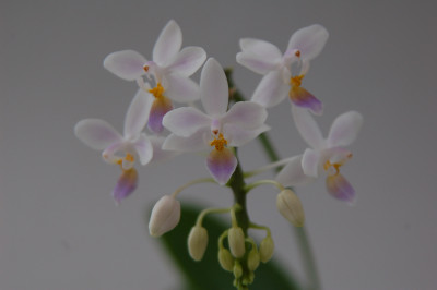 Phalaenopsis equestris 'blue lip'