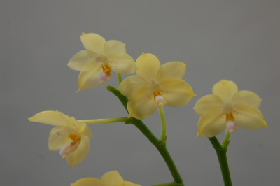 Phalaenopsis floresensis (Jgpfl.)