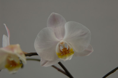 Phalaenopsis Helgoland