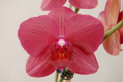 Phalaenopsis Indiana (2 Rispen)