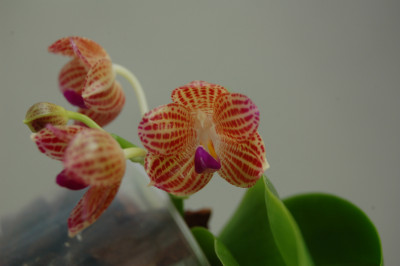 Phalaenopsis javanica