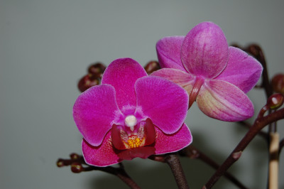 Phalaenopsis Mini Purple