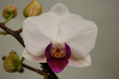 Phalaenopsis Little Red Lip