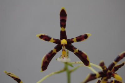 Phalaenopsis mannii 'black'