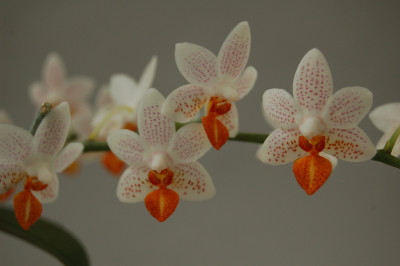 Phalaenopsis Minimark (1 Rispe) -6 cm Topf-
