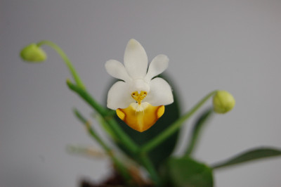 Phalaenopsis parishii (Jgpfl.)