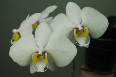 Phalaenopsis philippinensis