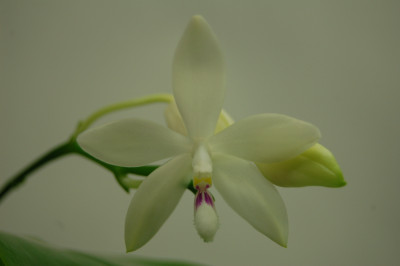 Phalaenopsis tetraspis (Jgpfl.)