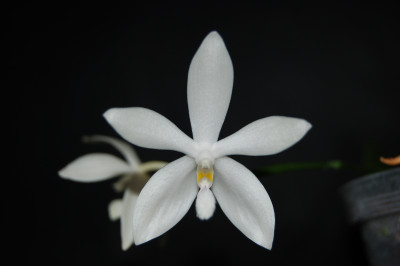 Phalaenopsis tetraspis 'alba'
