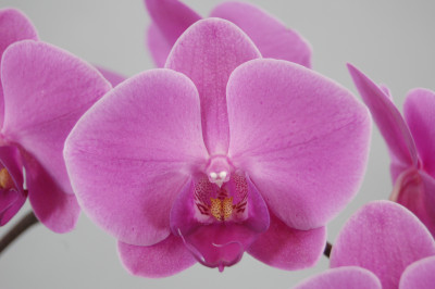 Phalaenopsis Texel (2 Rispen)