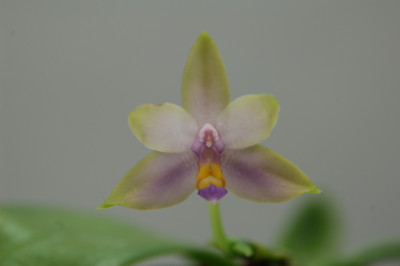 Phalaenopsis violacea 'coerulea' (Jgpfl.)