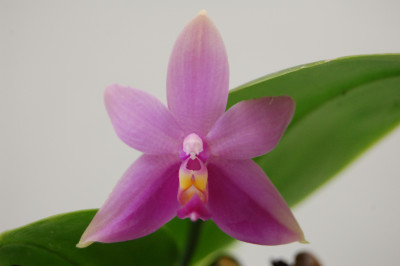 Phalaenopsis violacea 'Sumatra' (Jgpfl., frisch getopft)