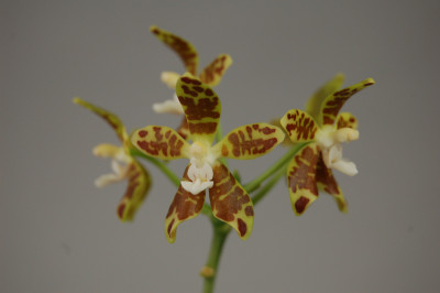 Phalaenopsis viridis (Jungpfl.)