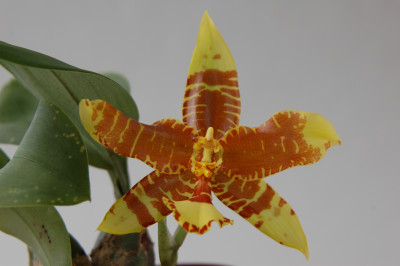 Rossioglossum insleayi