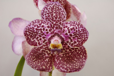 Vanda Dark Spots