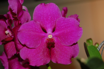 Vanda Gloria Pink