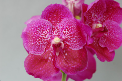 Vanda Roman Purple