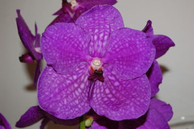 Vanda Adrienne Garnet