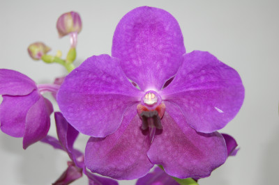 Vanda Sylvia Palmeri