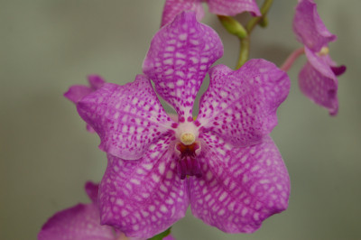 Vanda Wirat Pink