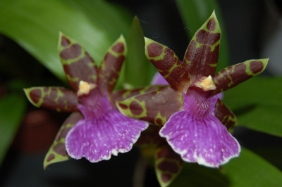 Zygopetalum Bärbel Höhn (2 Rispen)