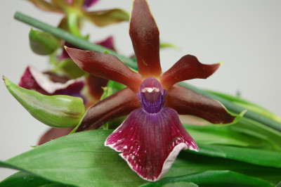 Zygopetalum Rhein Harlekin 'Select' (2 Blütenrispen)