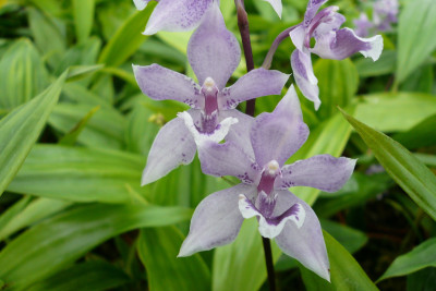 Acacallis Rhein Blue 'Baby' (Jungpfl.)