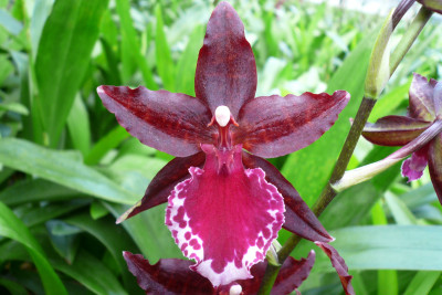 Colmanara Massai 'Red' (Jgpfl.)