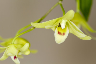 Dendrobium tosaense