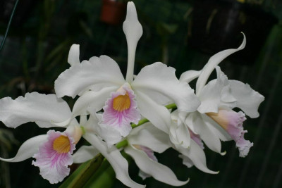 Laelia purpurata var. russelliana 'Brusque' x 'Anja'