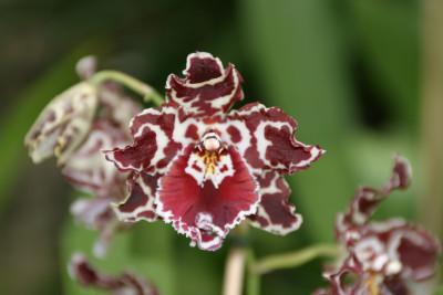 Odontoglossum Margarethe Holm