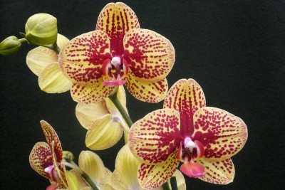 Phalaenopsis Elegant 'Karin Aloha'